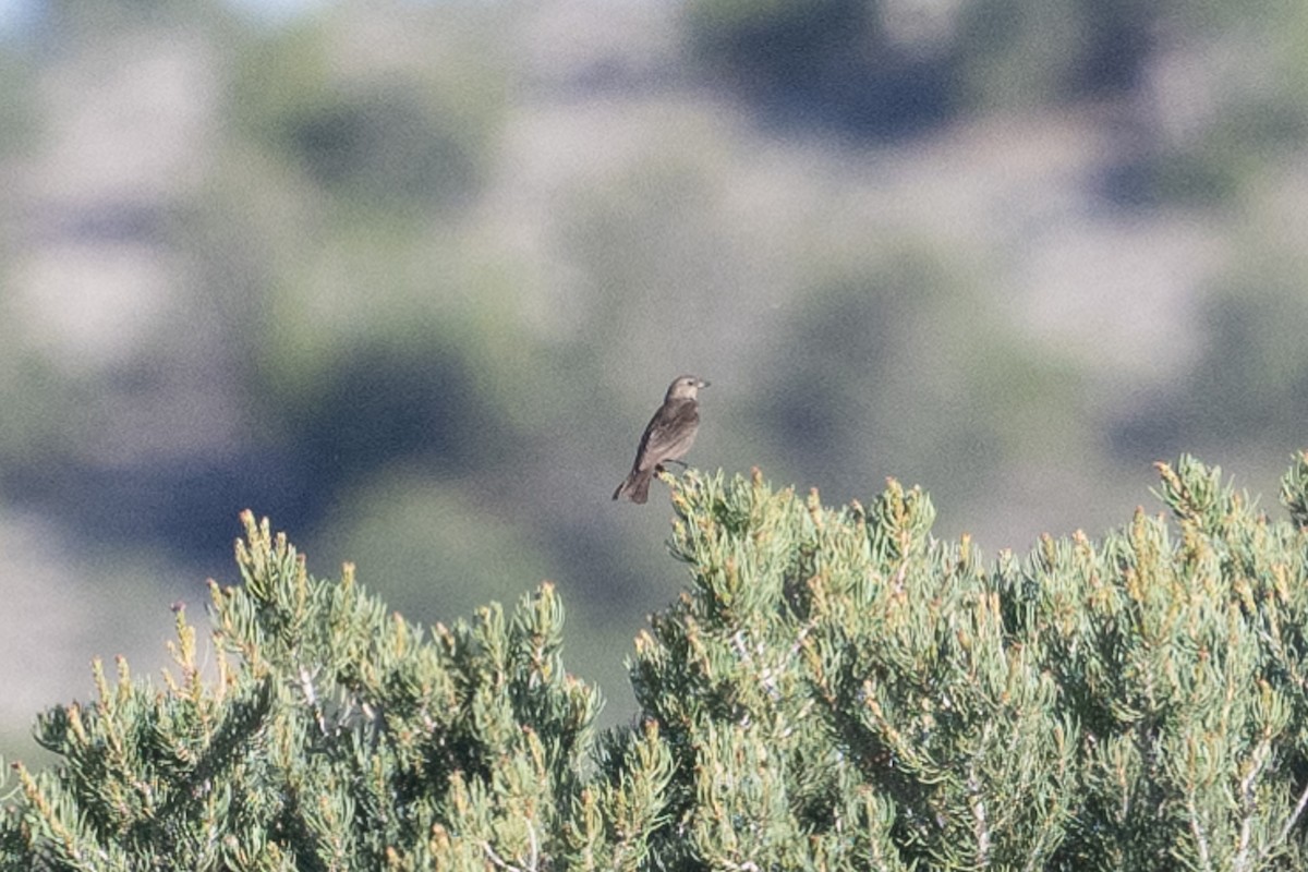 Brown-headed Cowbird - ML587102021