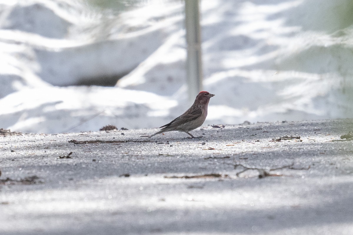 Cassin's Finch - ML587102541