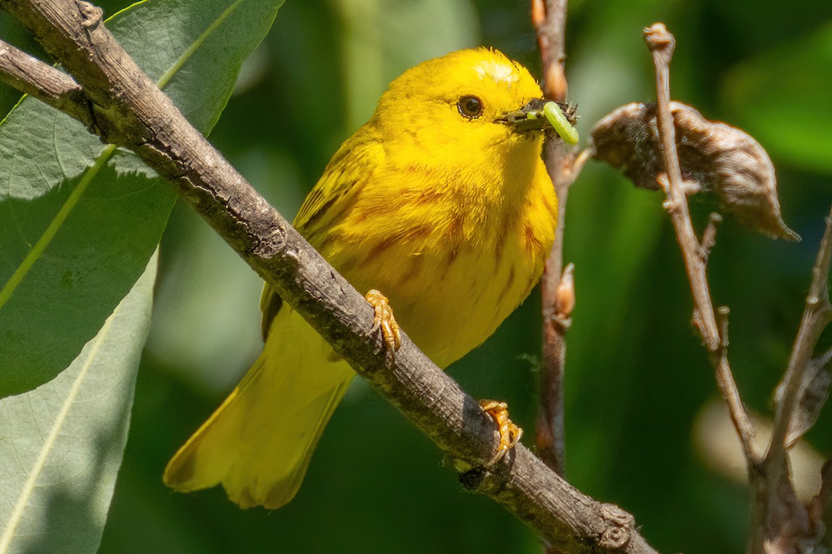 Yellow Warbler (Northern) - ML587102581