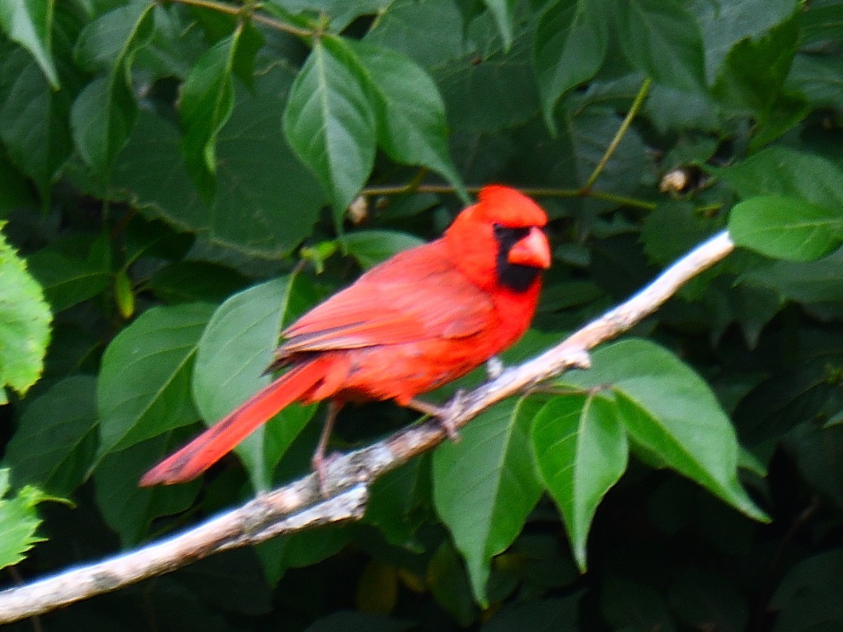 Cardinal rouge - ML587102591