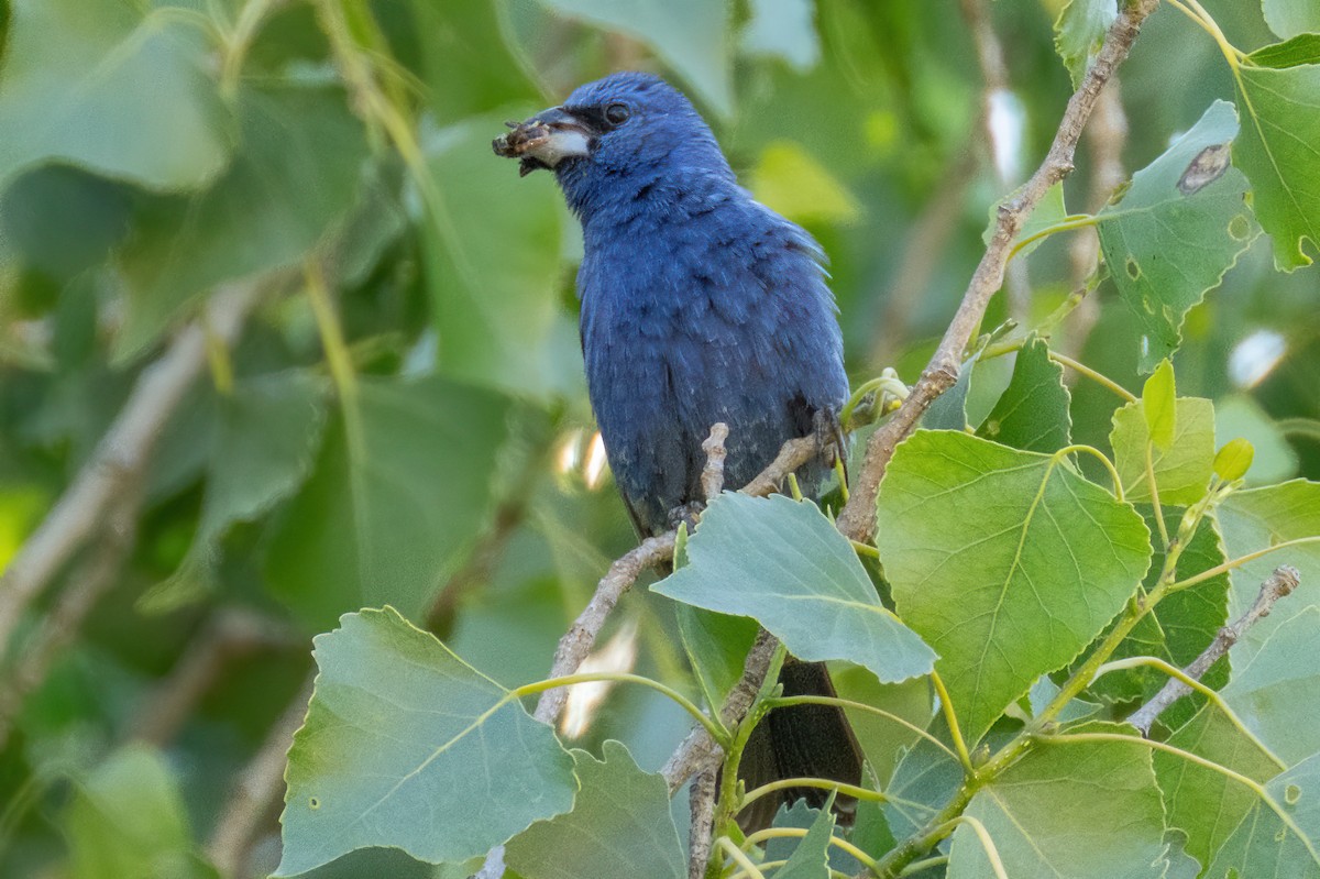 Blue Grosbeak - Karen Kreiger