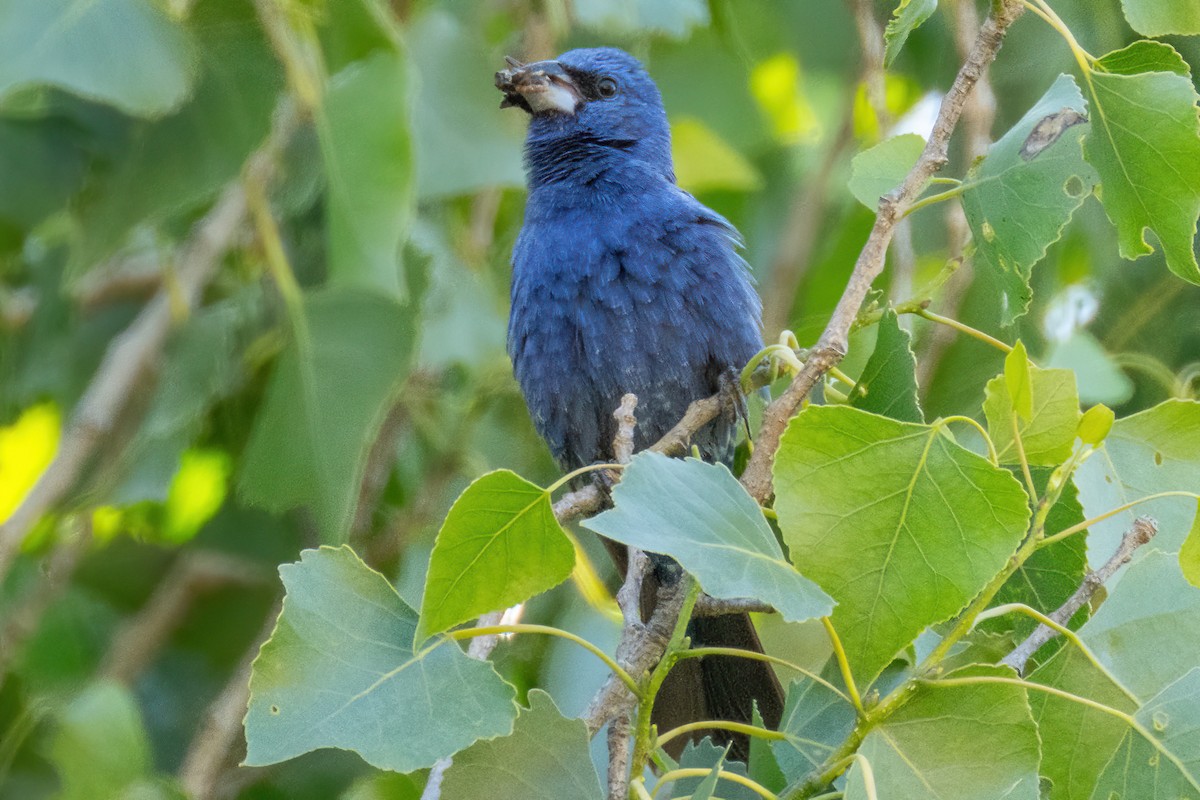 Blue Grosbeak - ML587102781