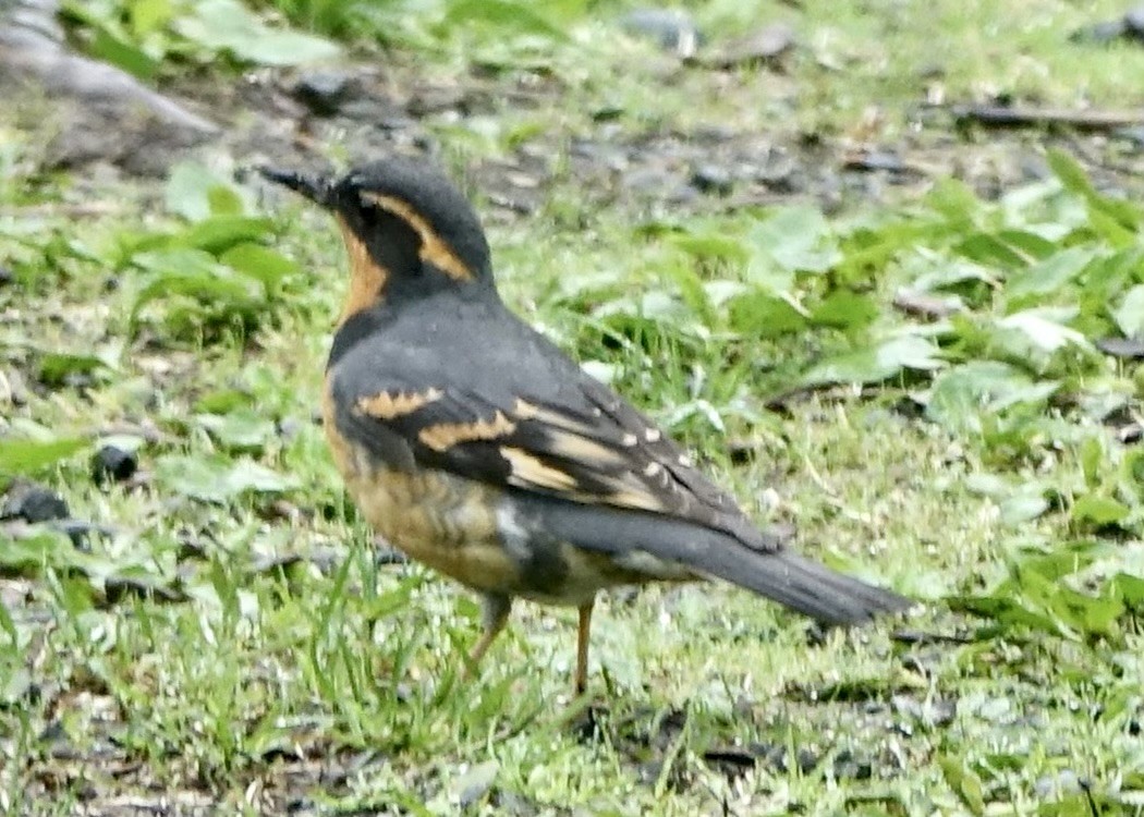 Varied Thrush - ML587102831