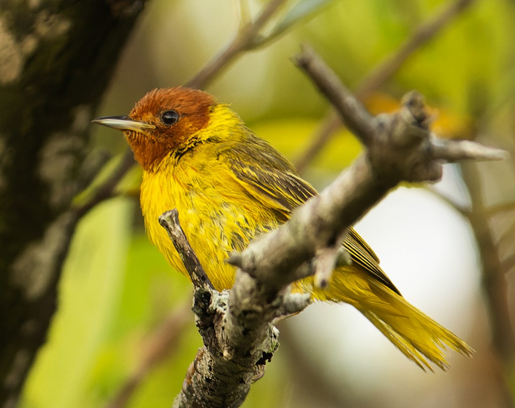 Yellow Warbler (Mangrove) - ML587103201