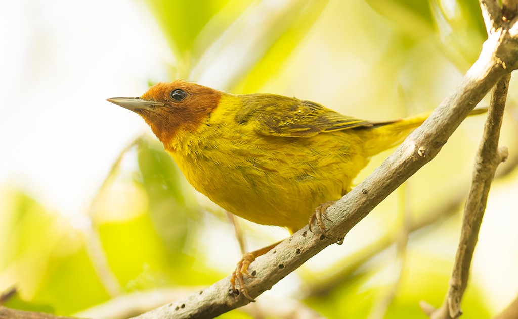 Yellow Warbler (Mangrove) - ML587103211