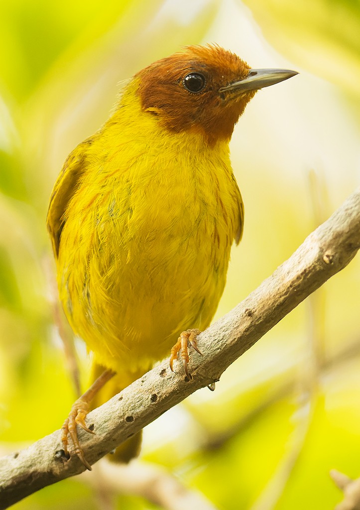 Yellow Warbler (Mangrove) - ML587103221