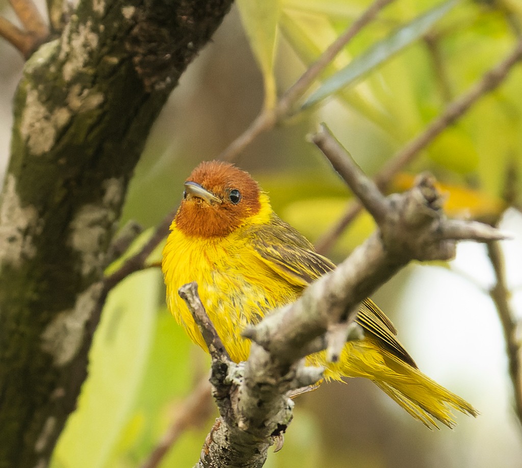 Yellow Warbler (Mangrove) - ML587103231