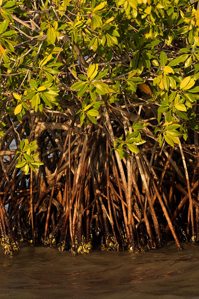 Reinita de Manglar (grupo erithachorides) - ML587103241