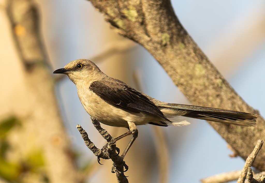 Tropical Mockingbird - ML587103311