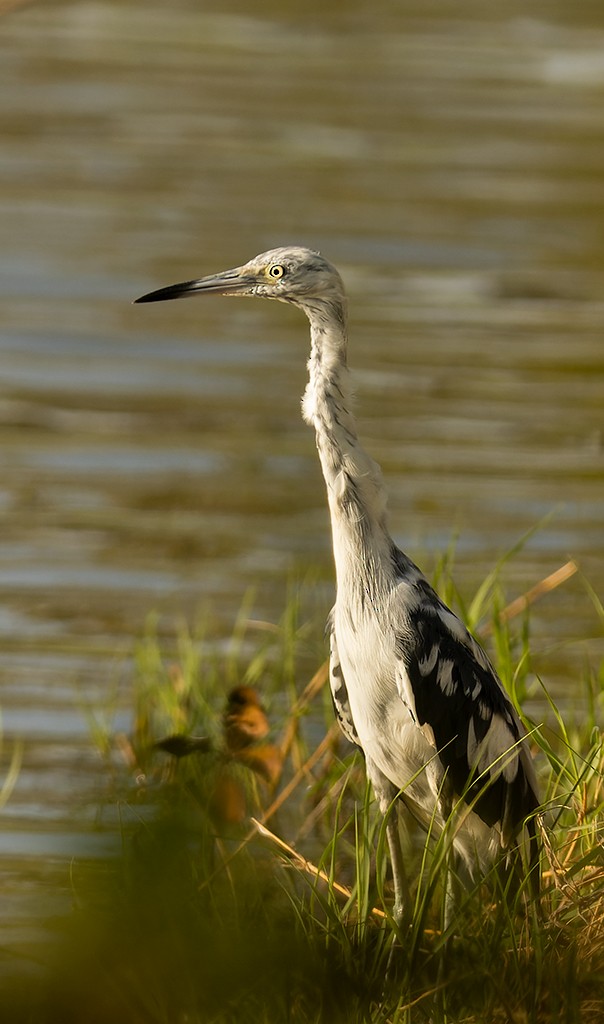 Little Blue Heron - ML587103511