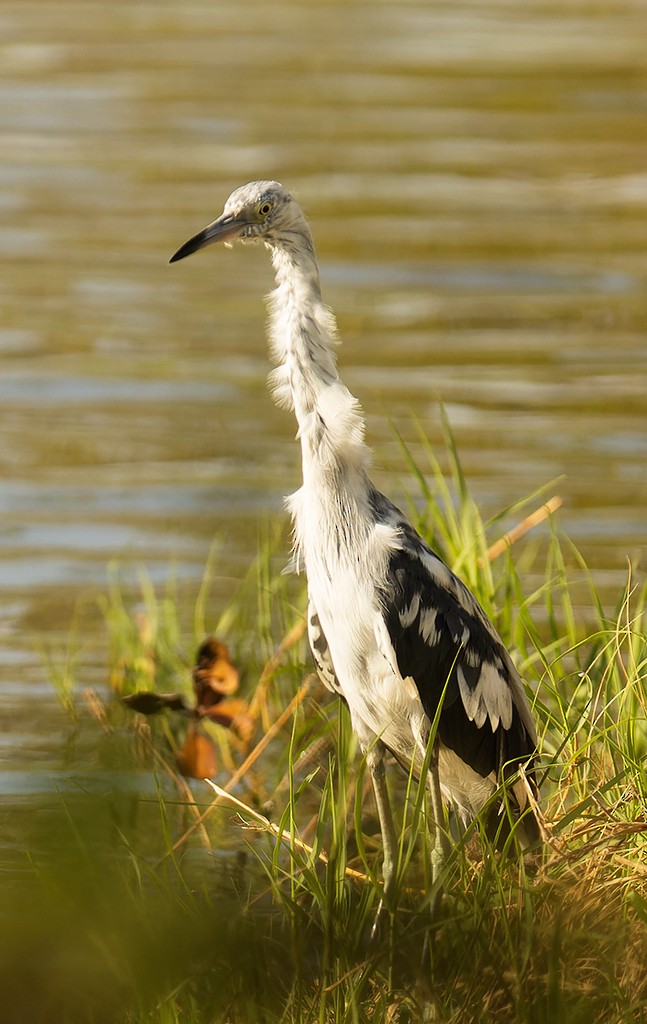 Little Blue Heron - ML587103521