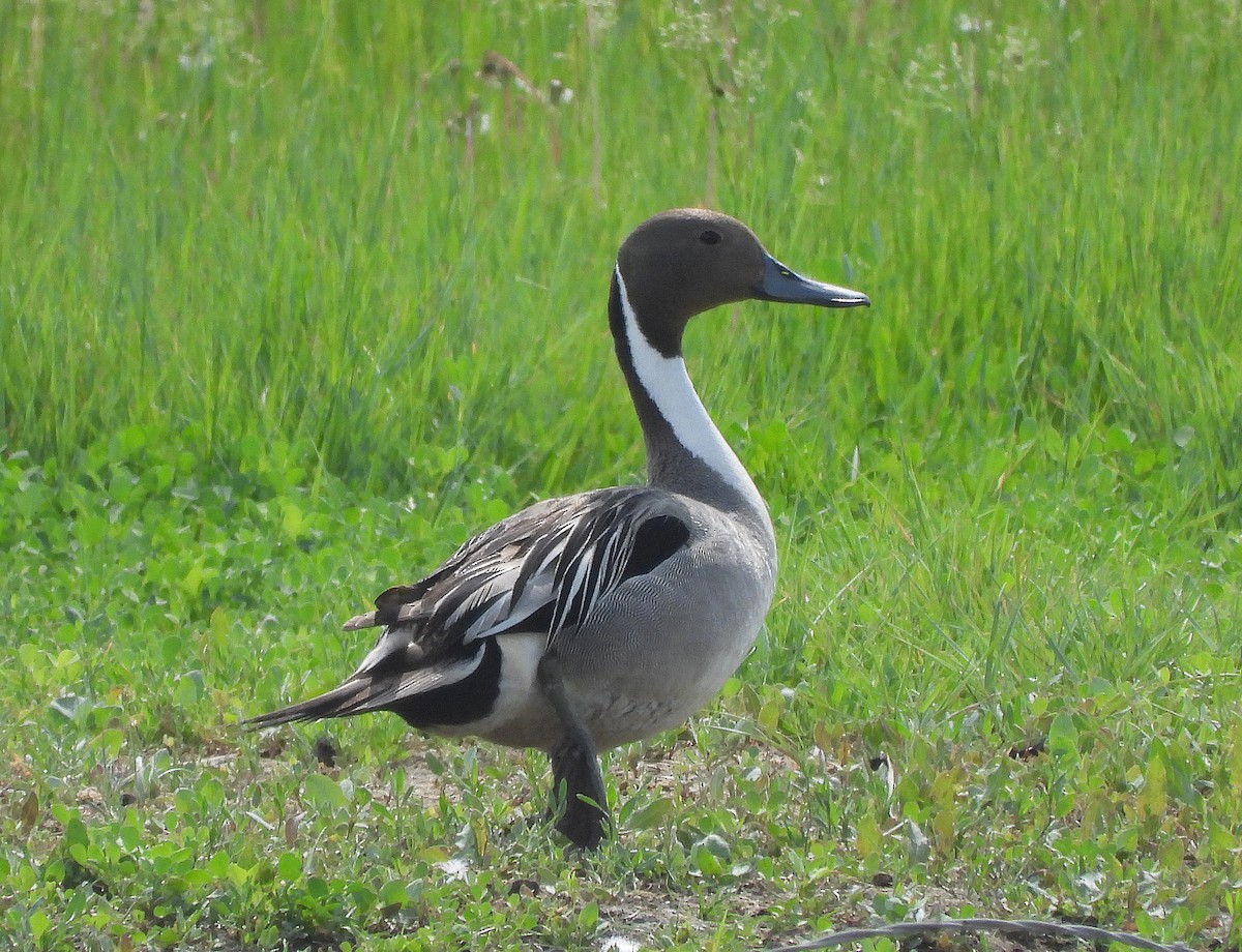 Northern Pintail - Glenn Pearson