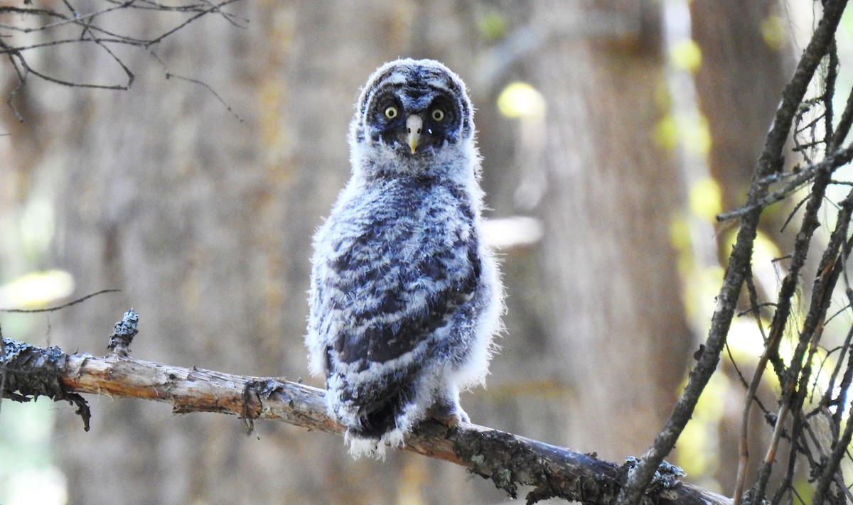 Great Gray Owl - ML587104421