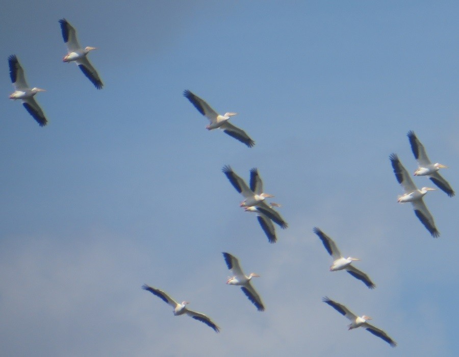 American White Pelican - ML587104991