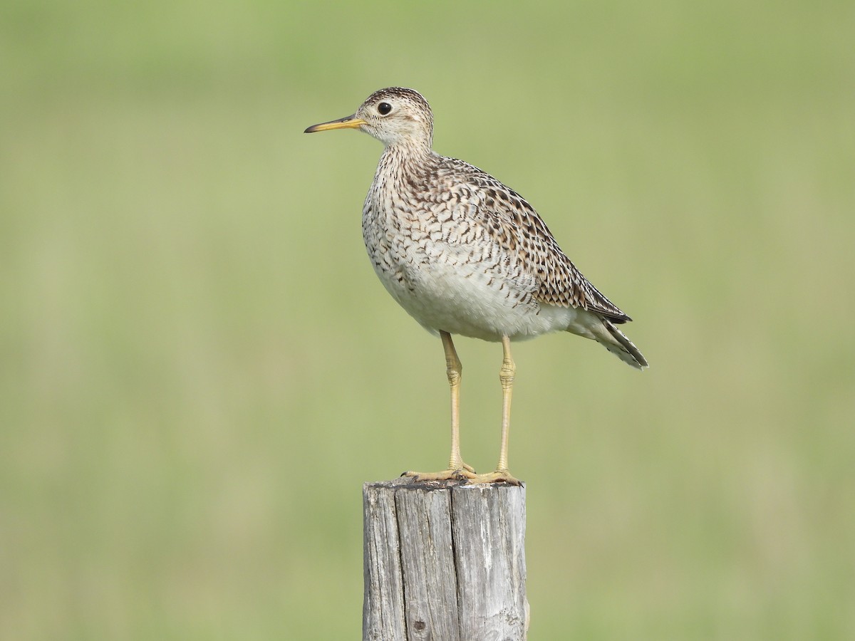 Upland Sandpiper - Glenn Pearson