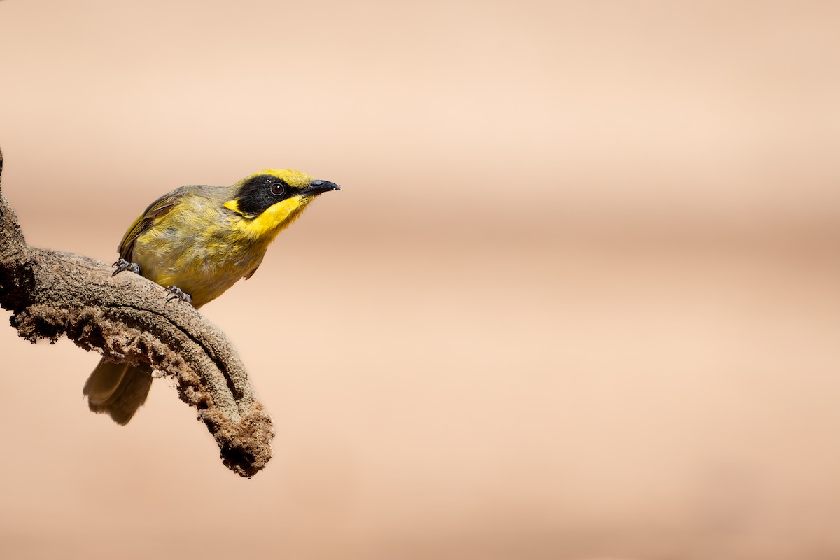 Yellow-tufted Honeyeater - Ian Melbourne