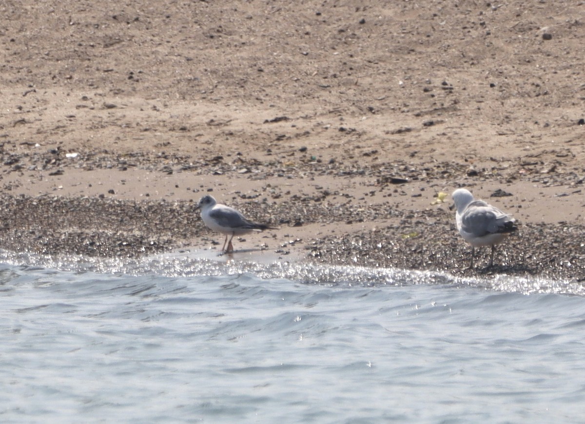 Bonaparte's Gull - ML587105321