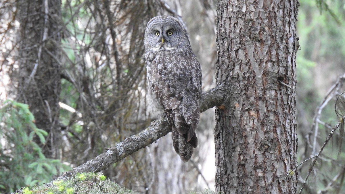 Great Gray Owl - ML587105621