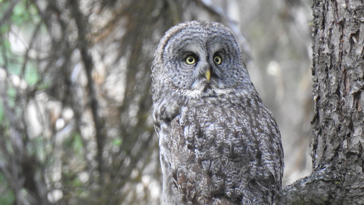 Great Gray Owl - ML587105631