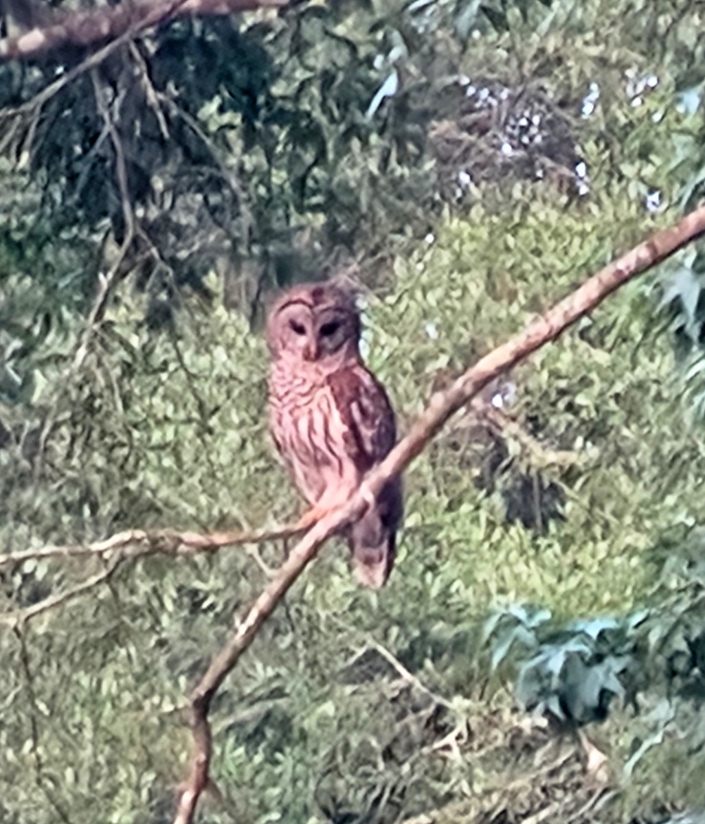 Barred Owl - ML587106131