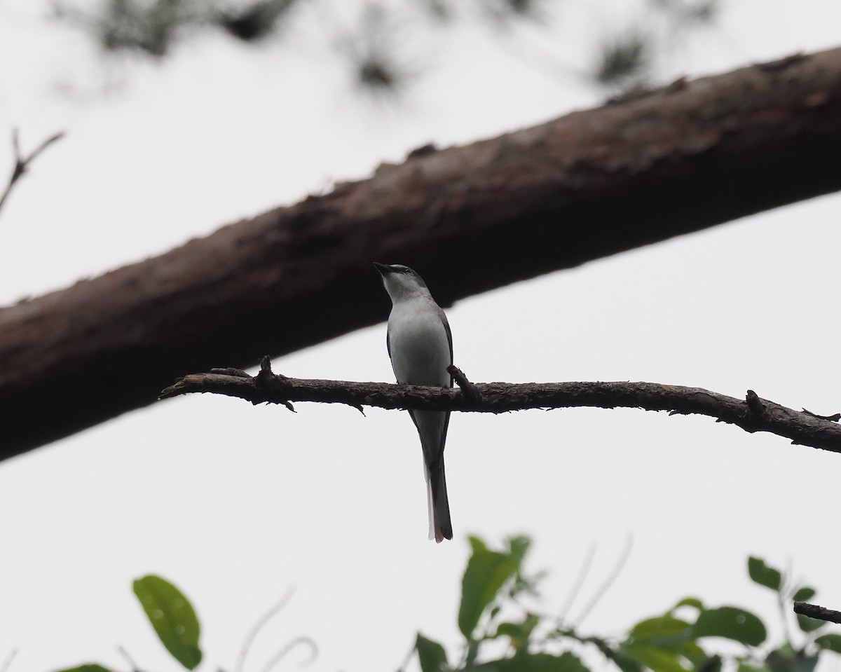 Minivet Ceniciento - ML587106171