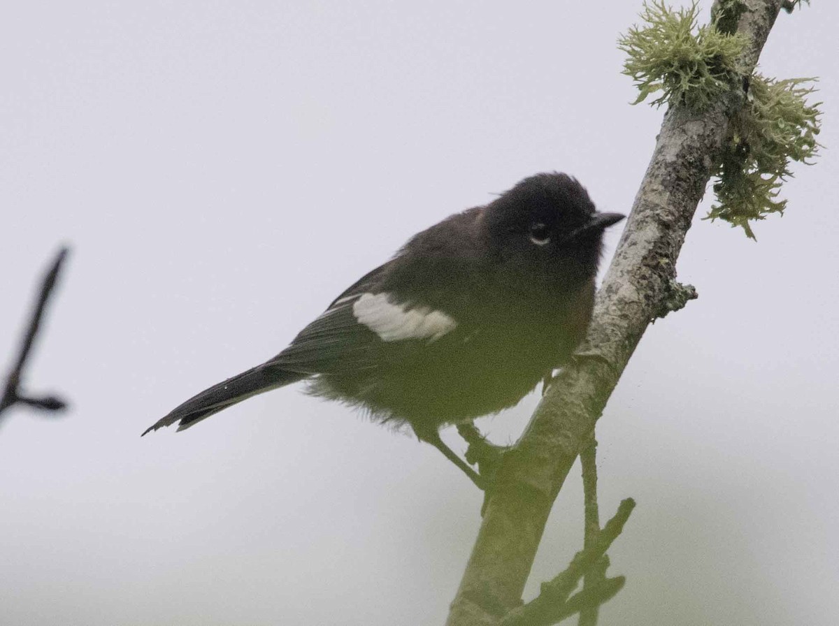 Painted Redstart - ML587106301