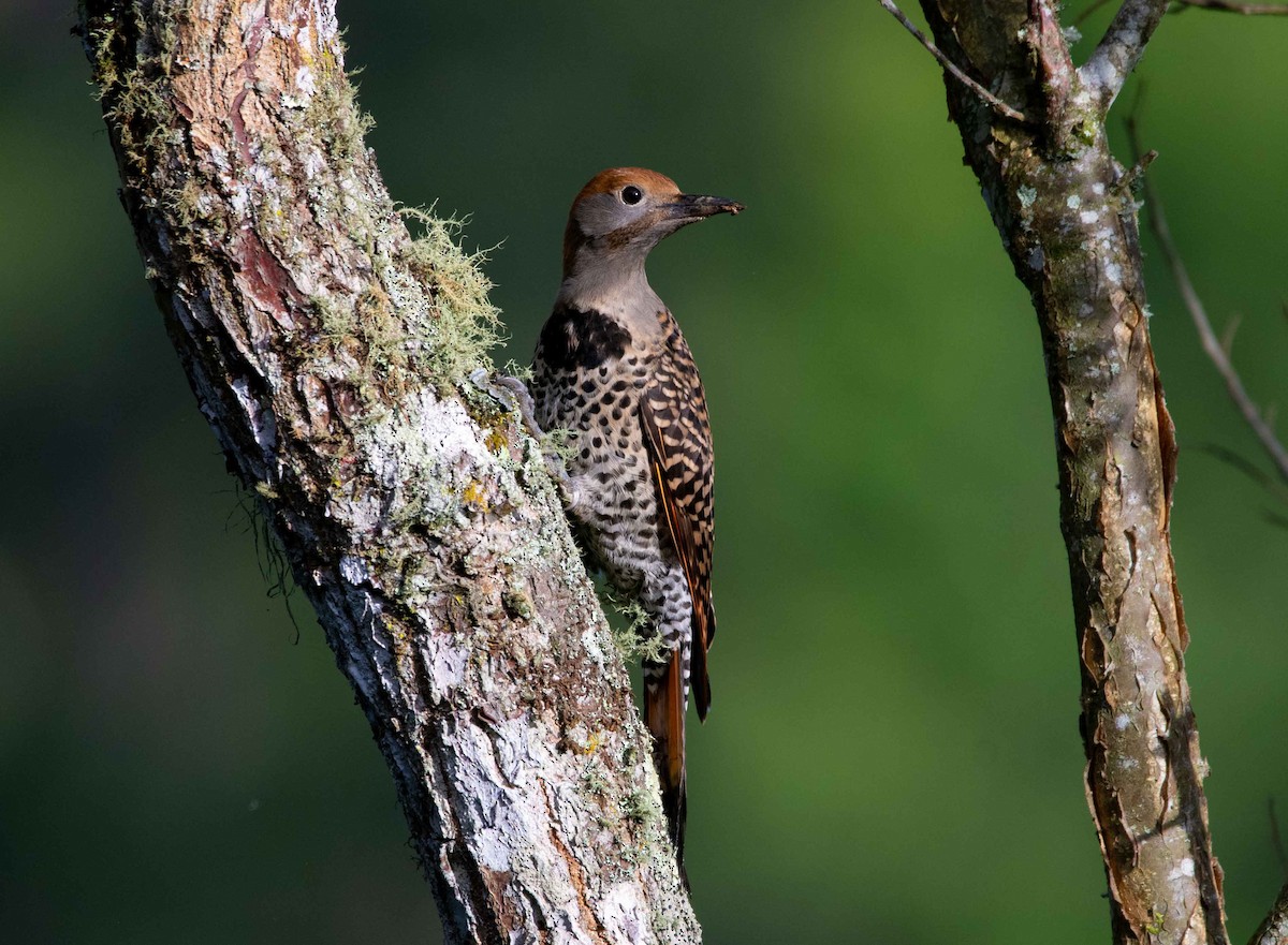 Northern Flicker - ML587106371