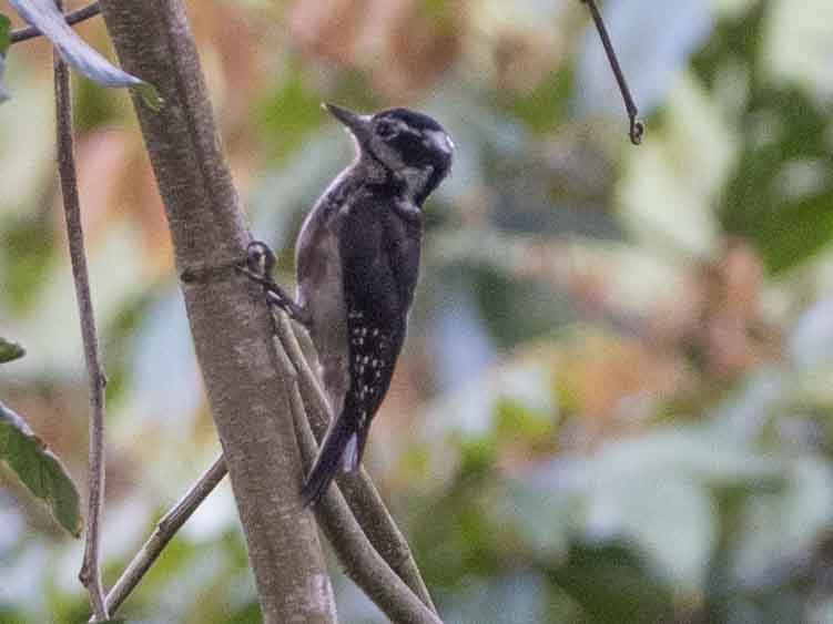 Hairy Woodpecker - ML587106451