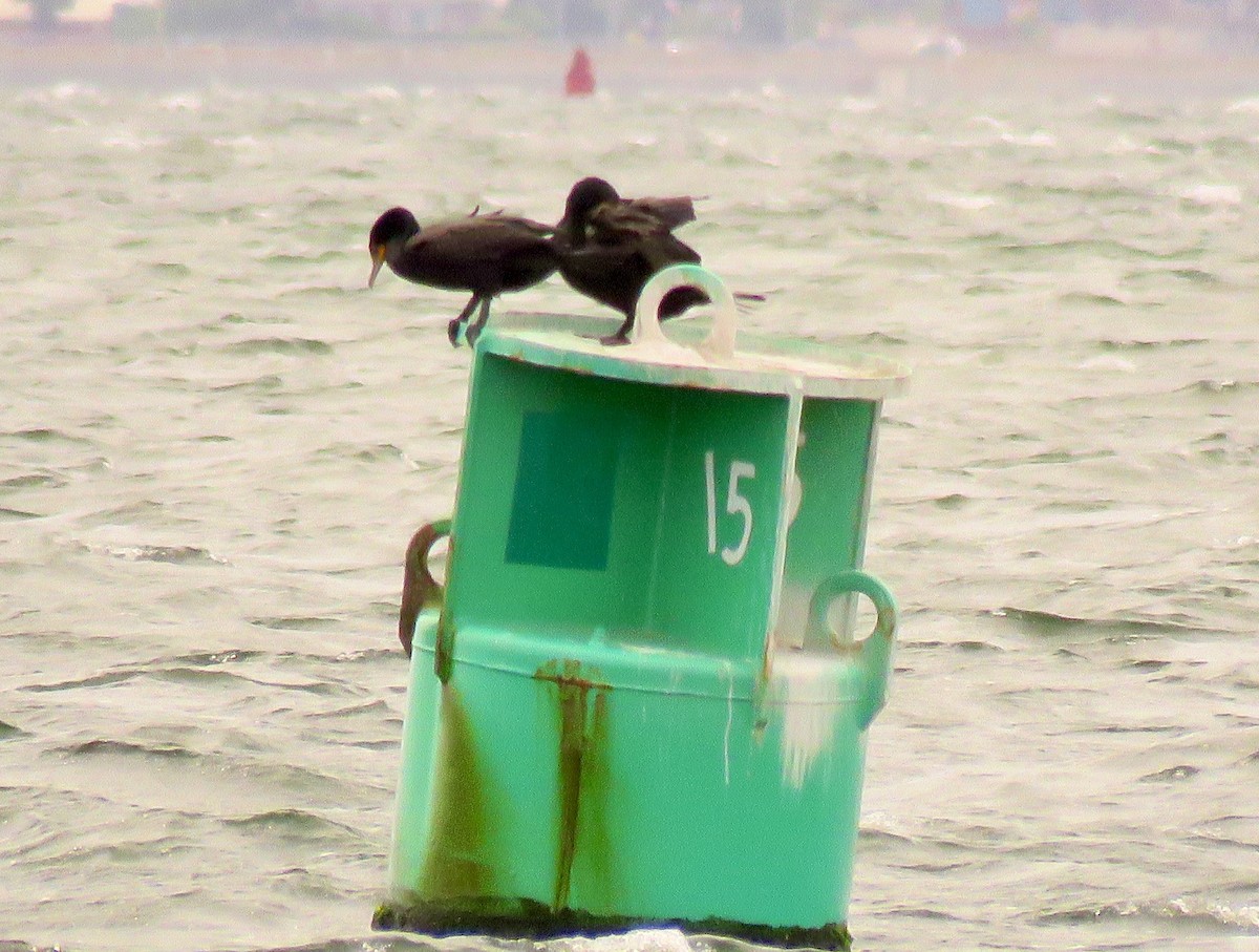 Double-crested Cormorant - ML587106751