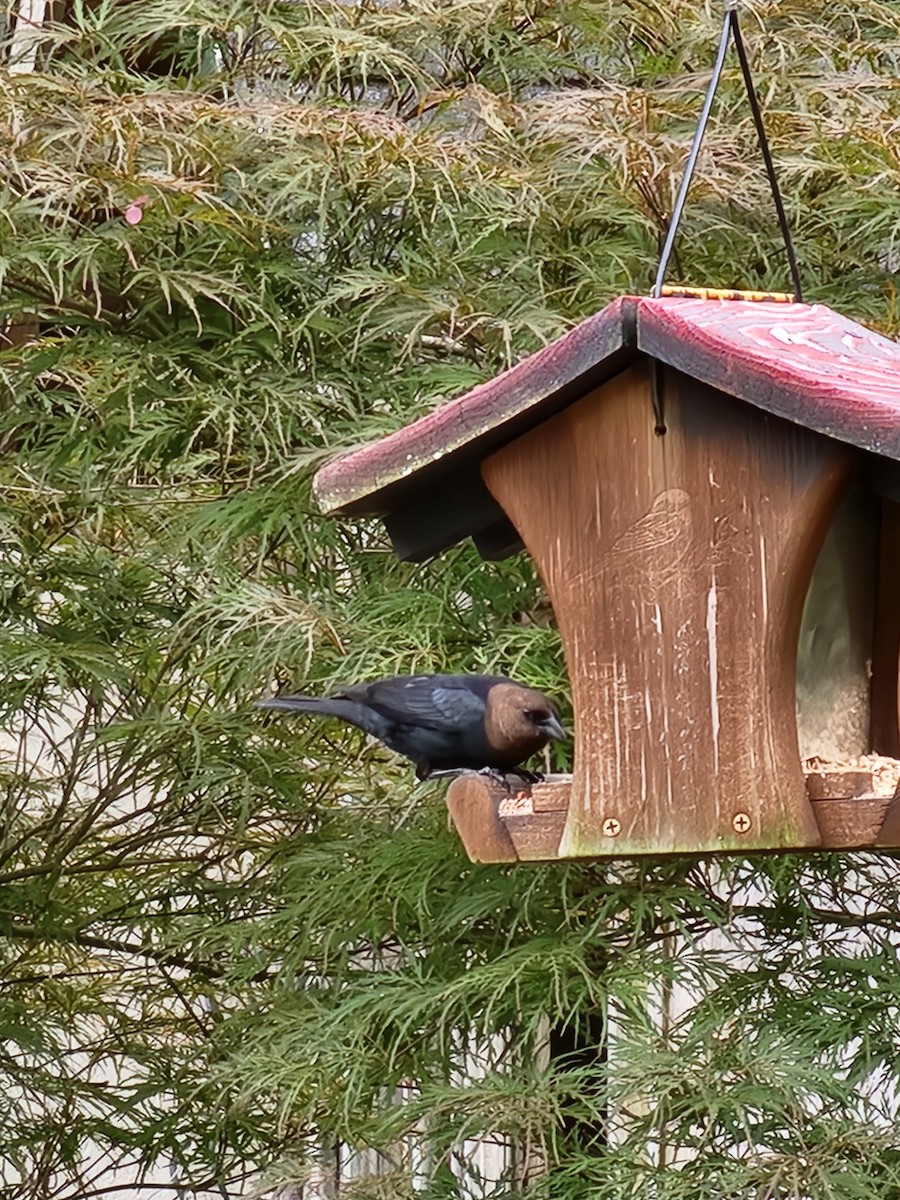 Brown-headed Cowbird - ML587106811