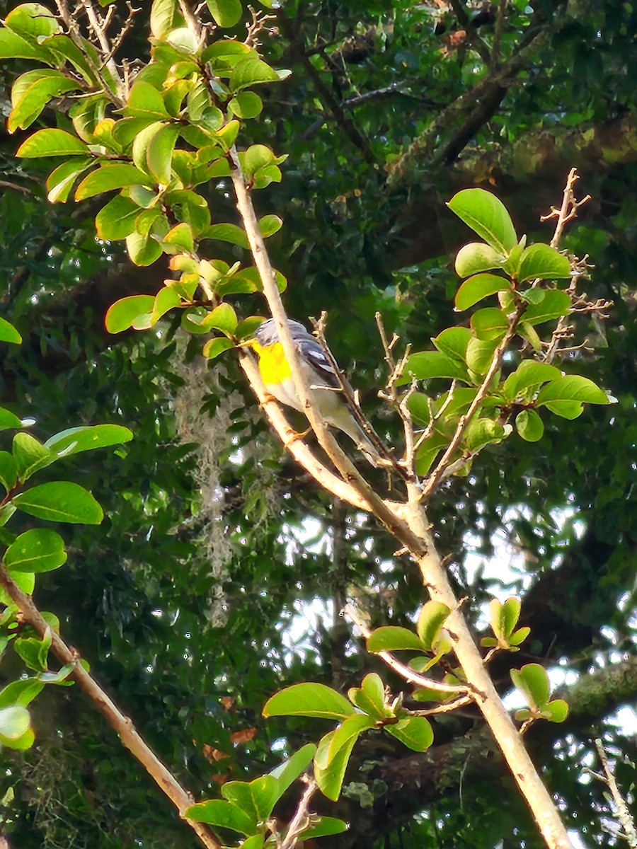 Northern Parula - ML587107751