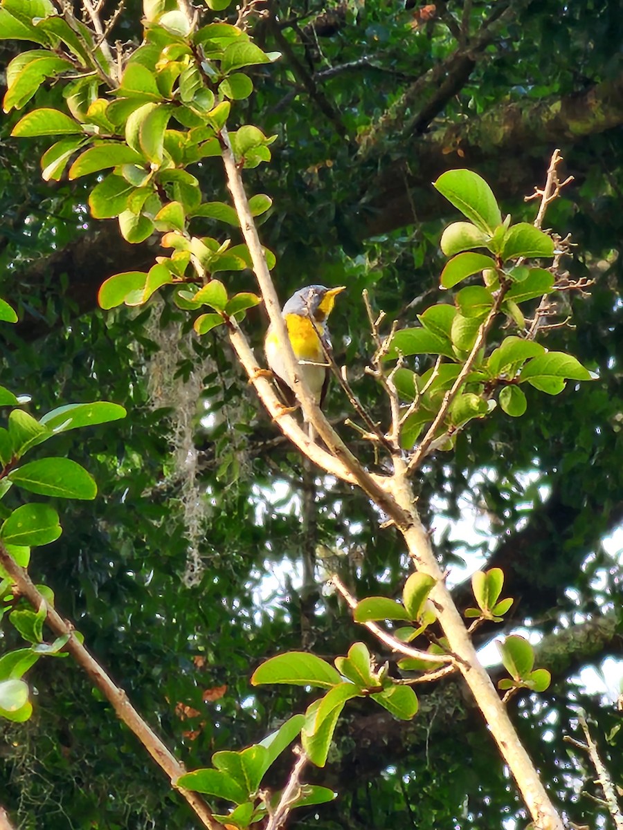Northern Parula - ML587107761