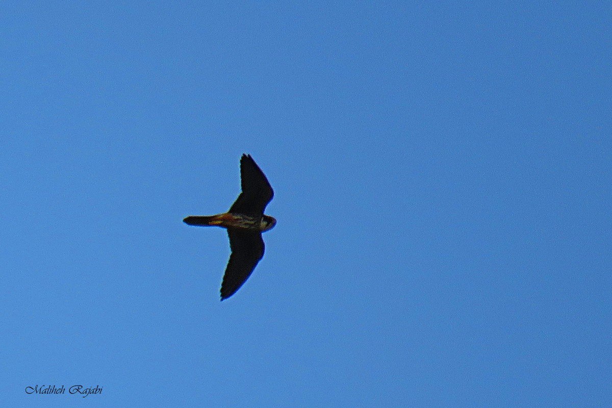 Eurasian Hobby - Malihe Rajabi