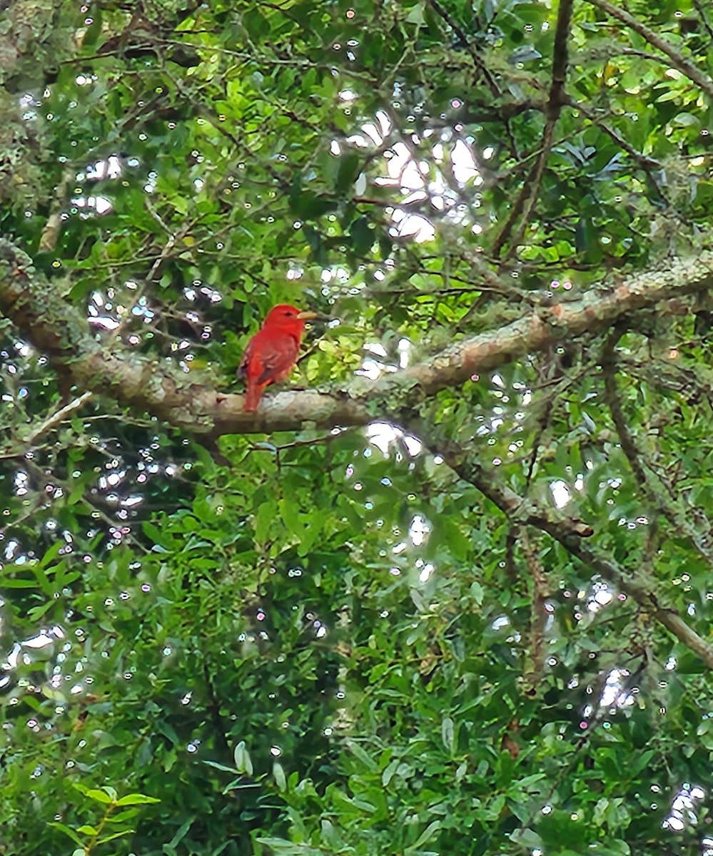 Summer Tanager - ML587108081