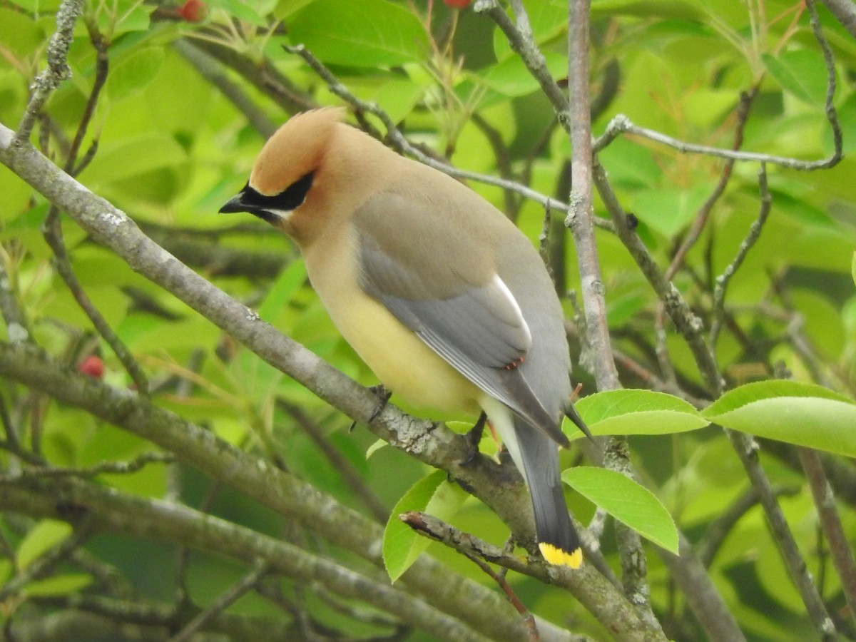 Cedar Waxwing - ML587108451