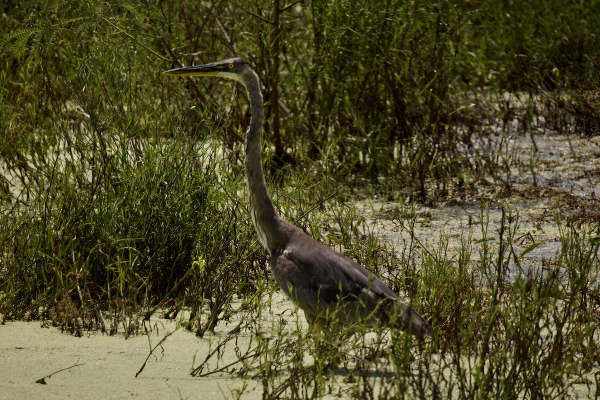 Great Blue Heron - ML587108741
