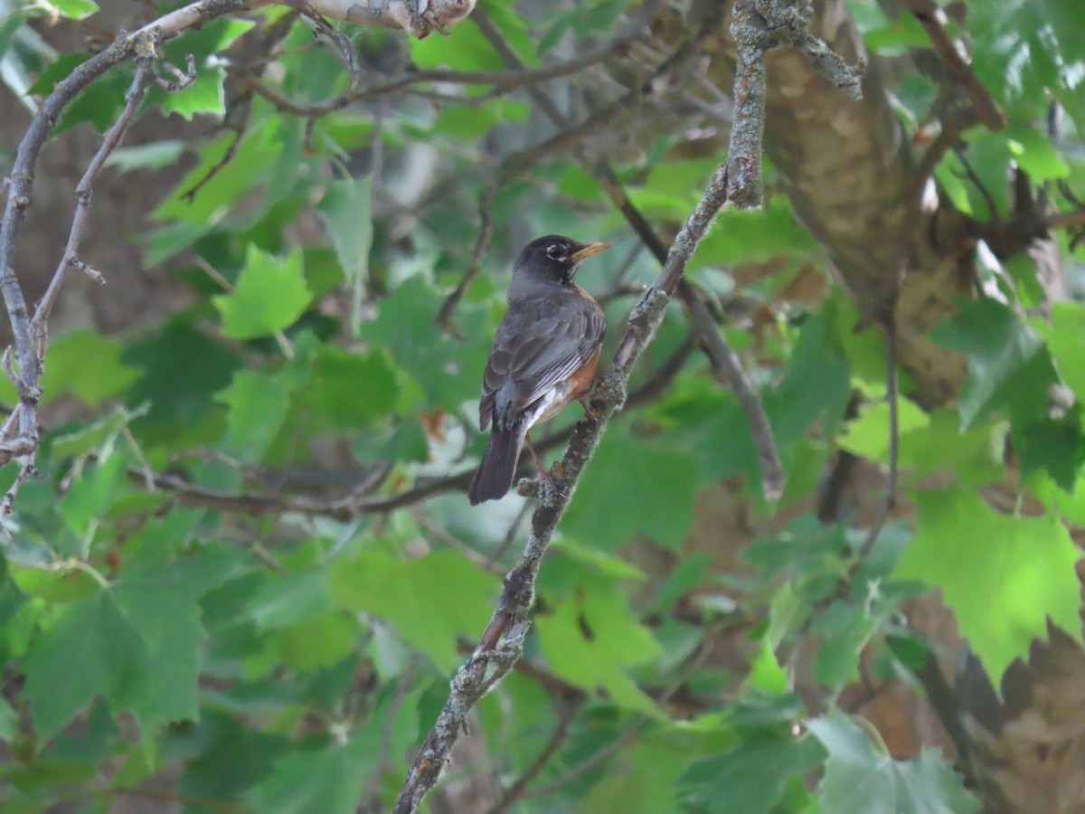 American Robin - ML587109061