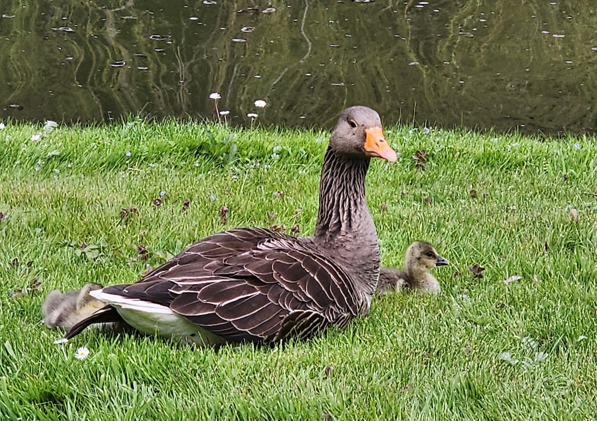 Graylag Goose - ML587109391