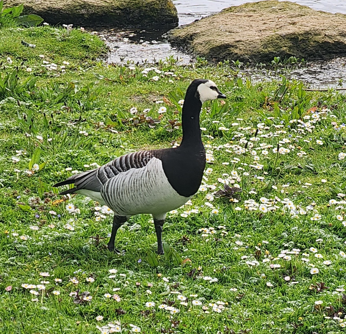 Barnacle Goose - ML587109441