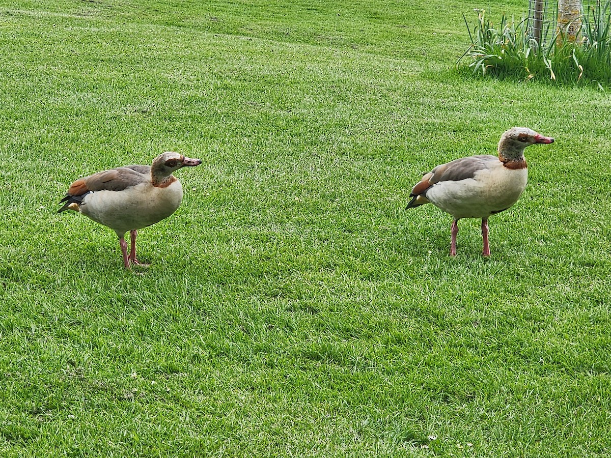 Egyptian Goose - ML587109471