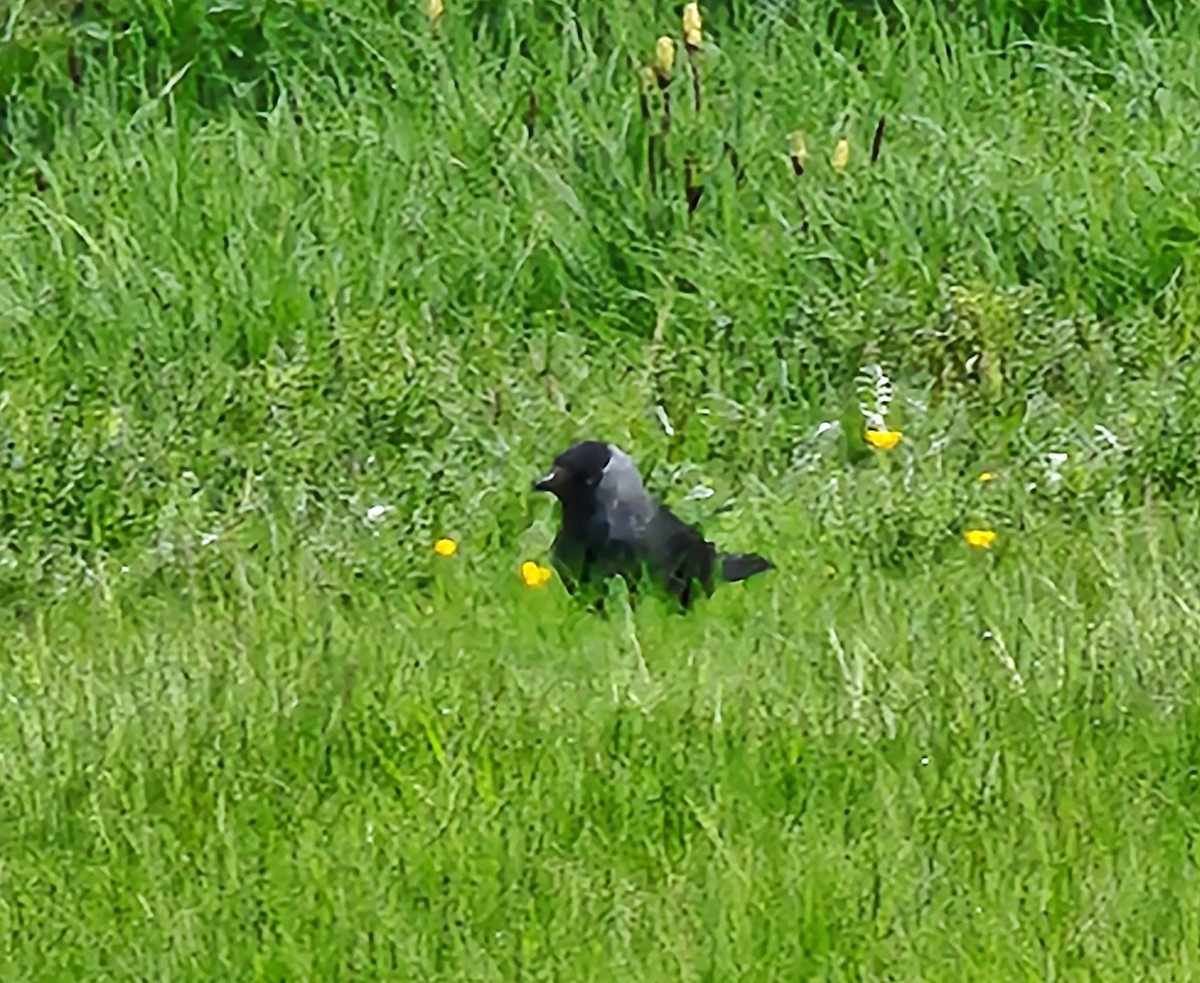 Eurasian Jackdaw - ML587109561