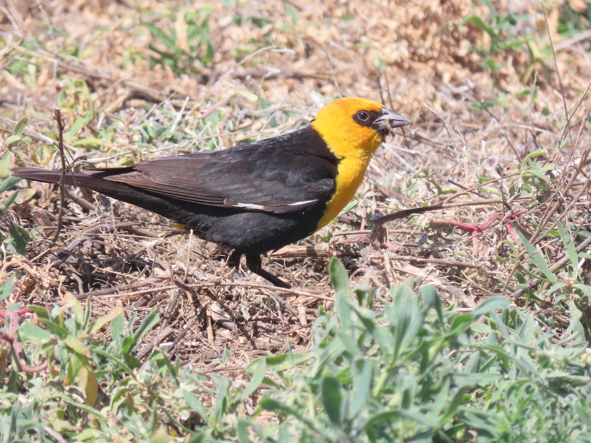 Yellow-headed Blackbird - ML587109951