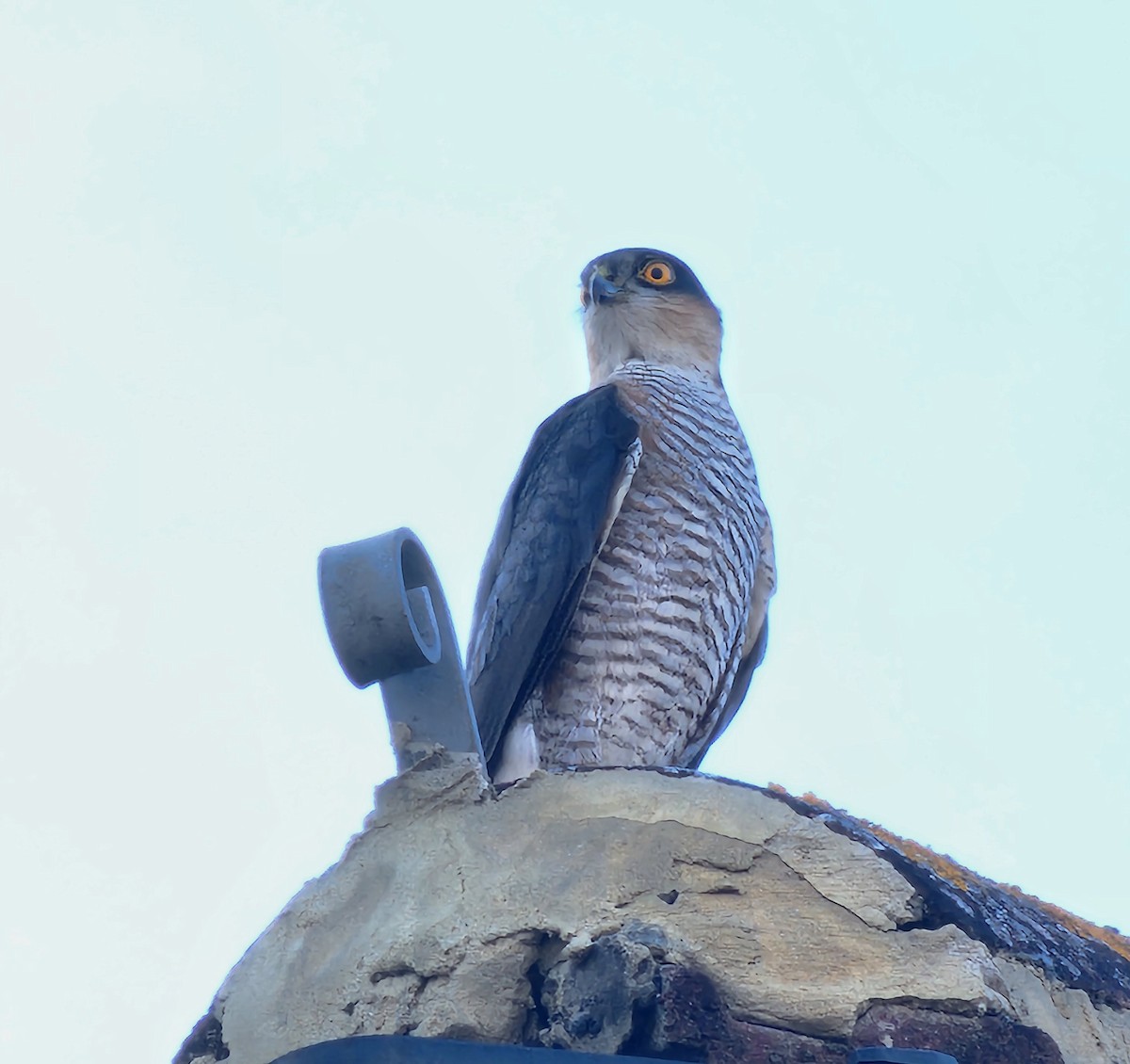 Eurasian Sparrowhawk - ML587110091