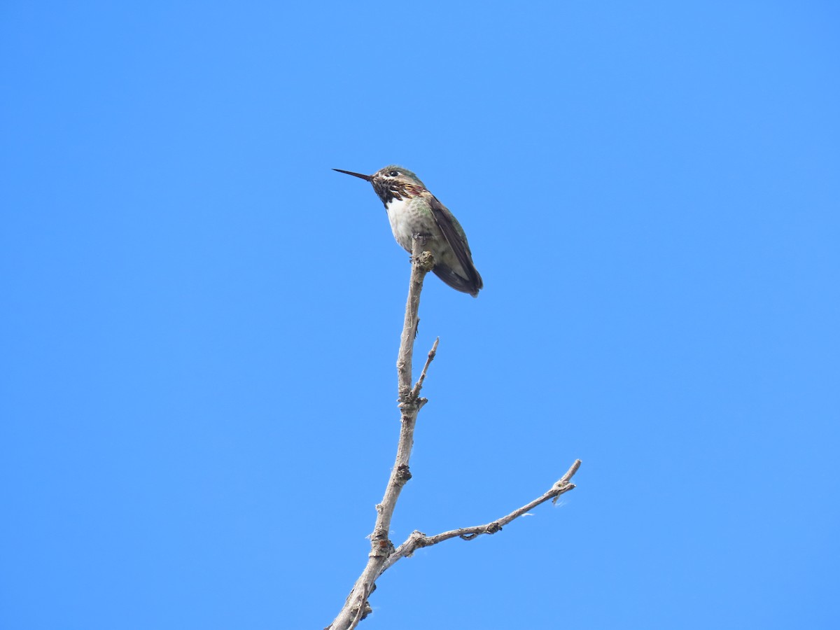 Calliope Hummingbird - ML587110391