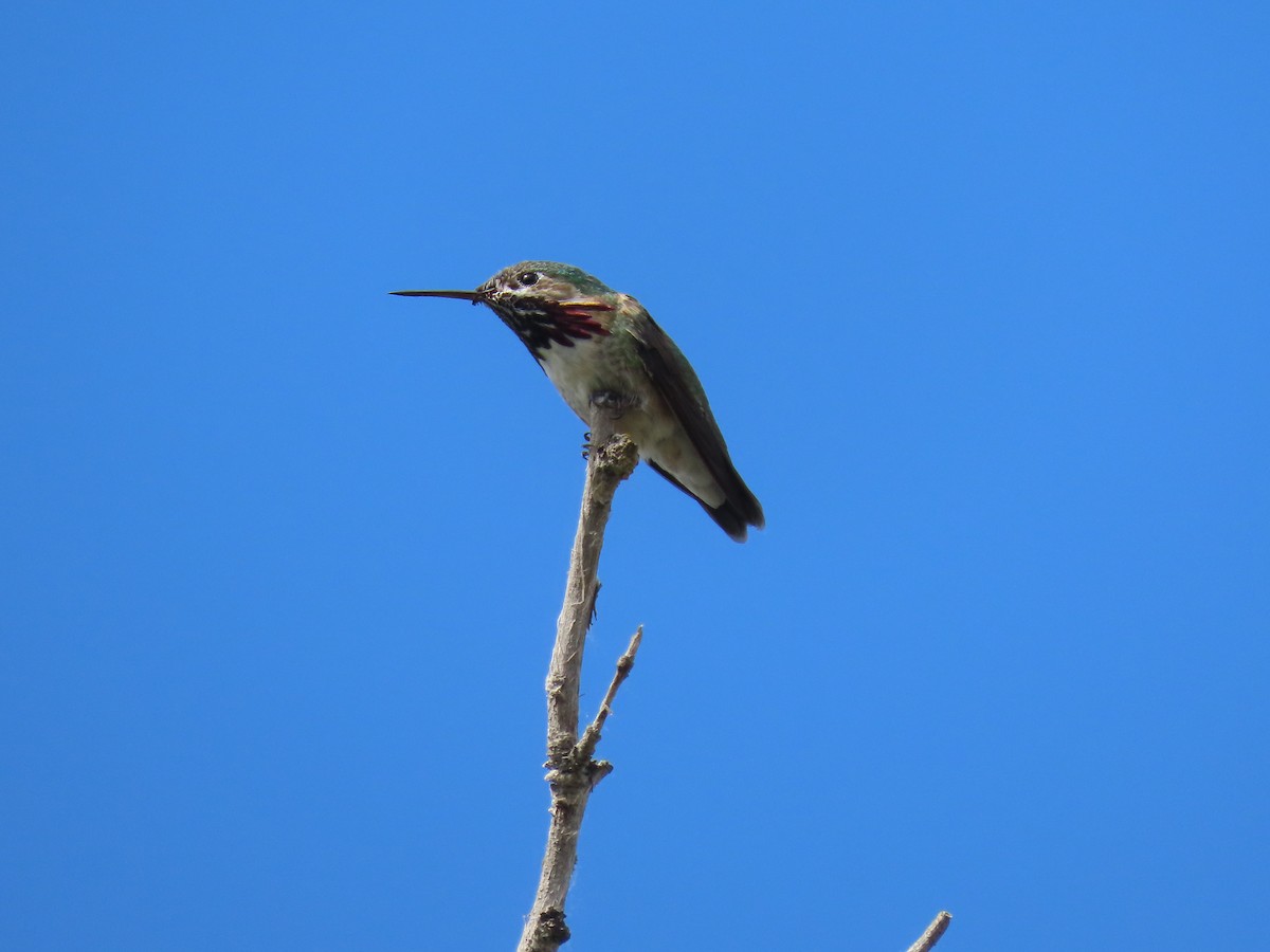 Calliope Hummingbird - ML587110401