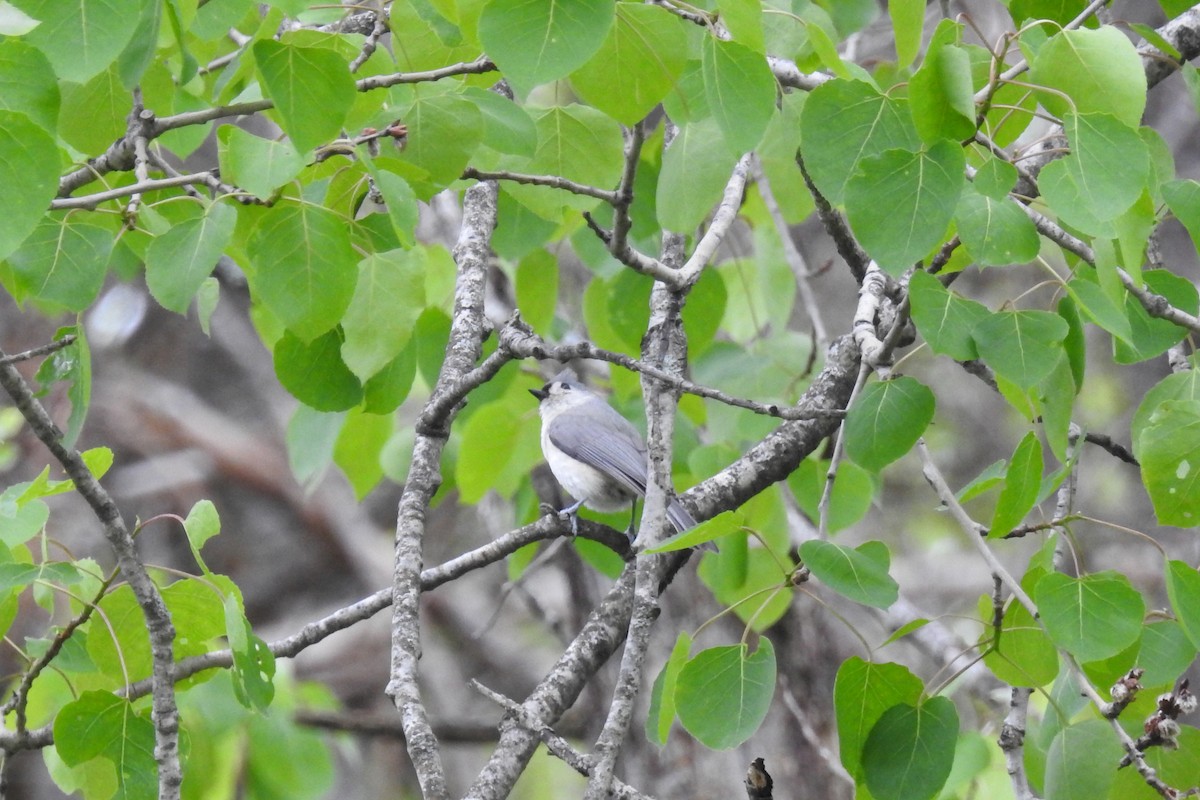 Mésange bicolore - ML58711091