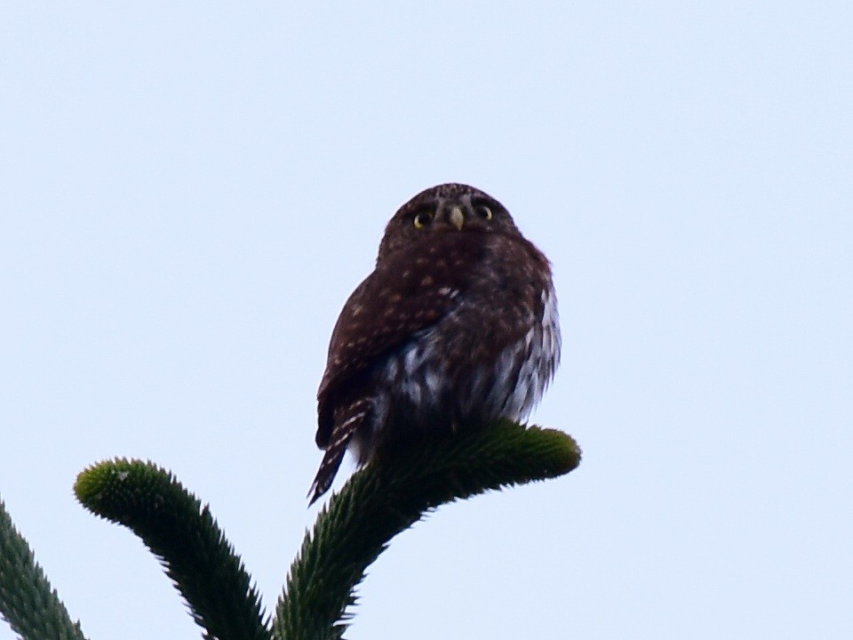 Northern Pygmy-Owl - ML587110971