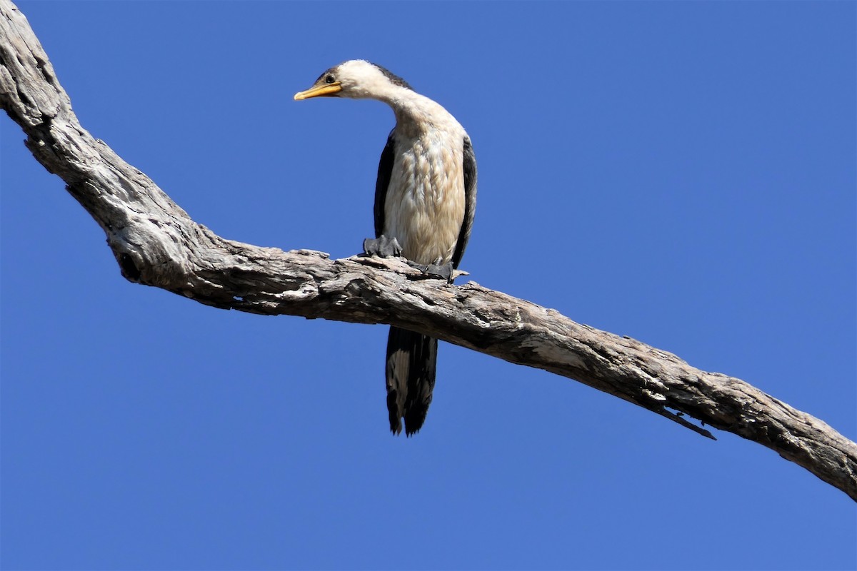 Little Pied Cormorant - Don McIvor