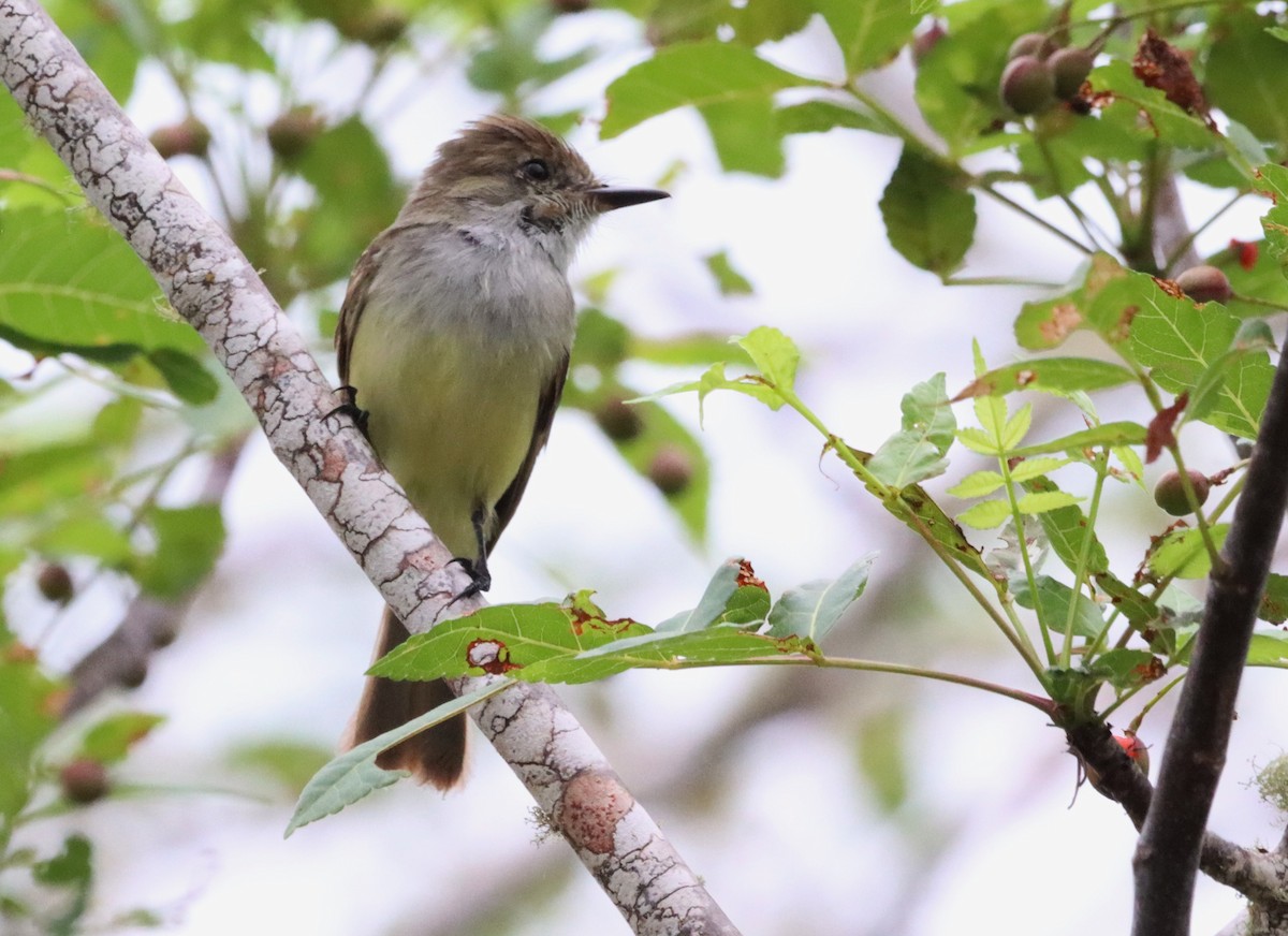 Galapagos Flycatcher - ML587111241