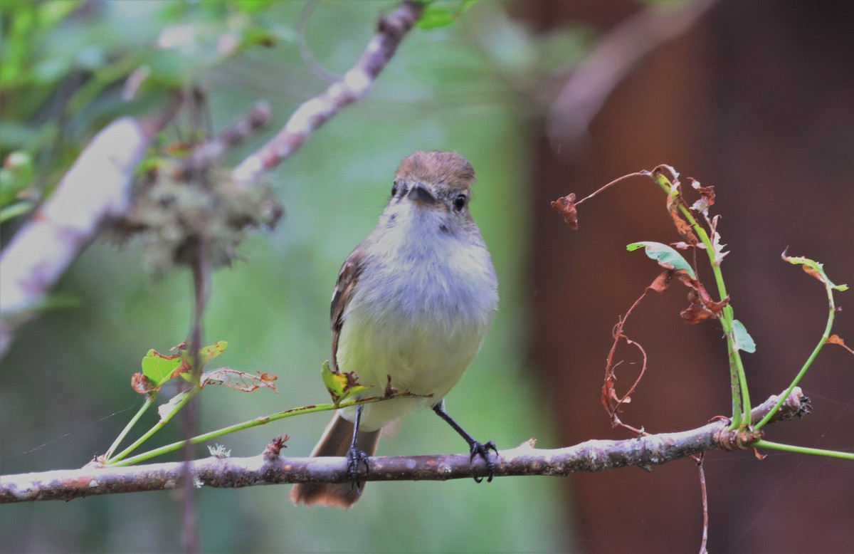 Galapagos Flycatcher - ML587111261